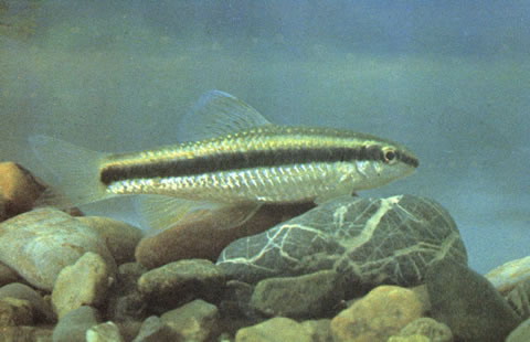 (Sarcocheilichthys Вleeker, 1860) Род Саркохейлихтисы, Пескарилени